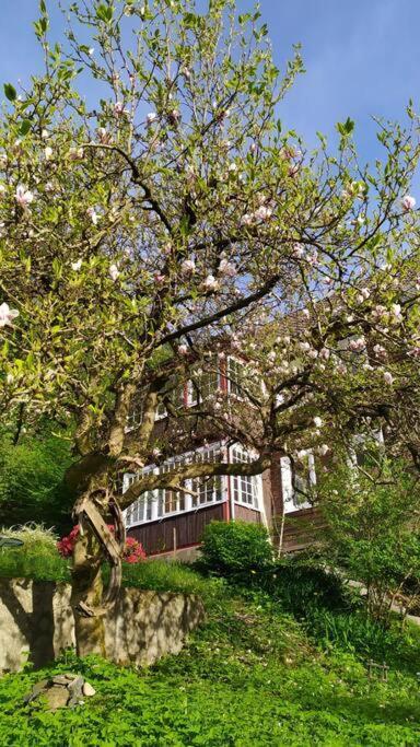Haus Am Wald Zorge 16+ Gaeste Walkenried Kültér fotó