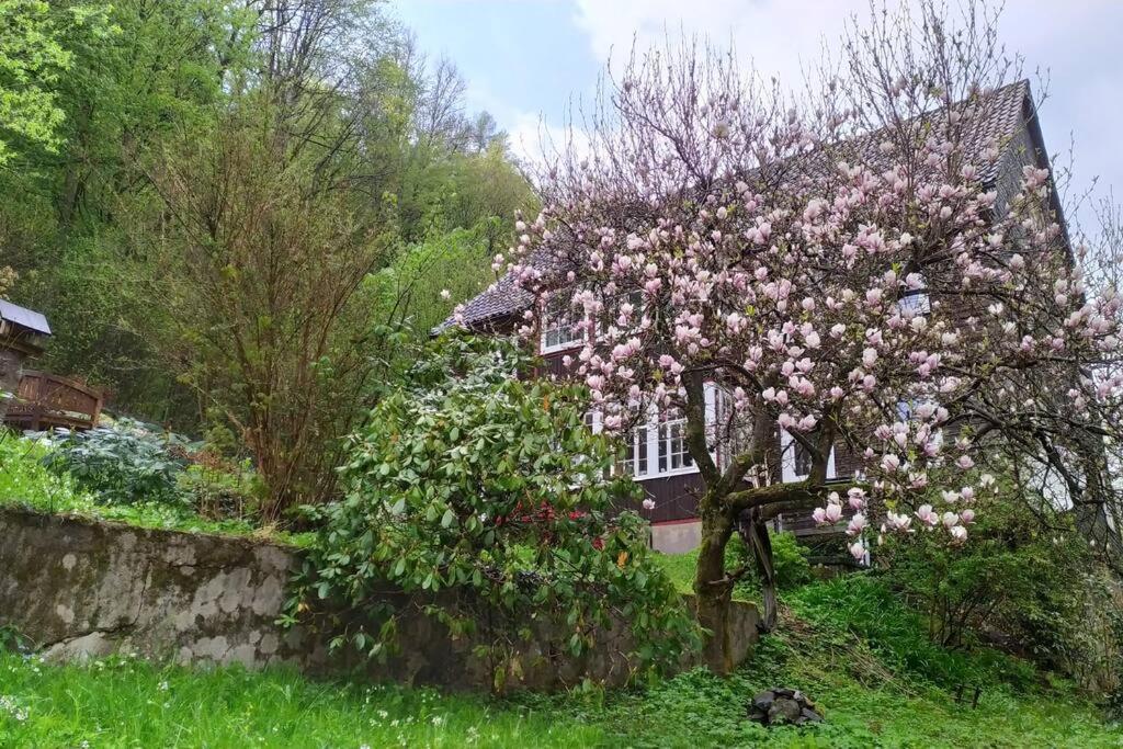 Haus Am Wald Zorge 16+ Gaeste Walkenried Kültér fotó