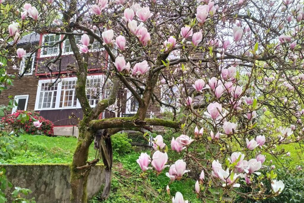 Haus Am Wald Zorge 16+ Gaeste Walkenried Kültér fotó